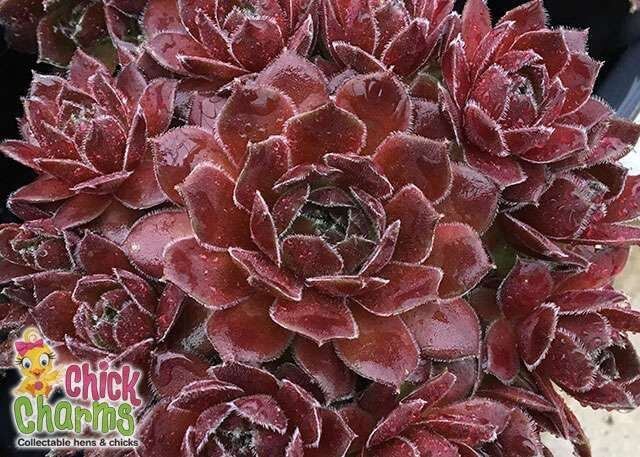 Hen & Chicks, Berry Bomb