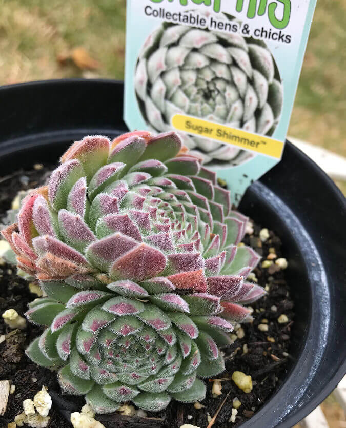 Hen & Chicks, Sugar Shimmer