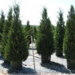 Juniper, Green Columnar