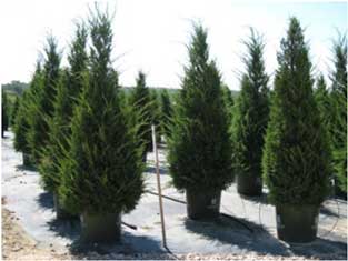 Juniper, Green Columnar