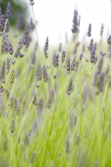 Lavender, Hidcote Giant