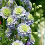 Delphinium, Highlander Moonlight