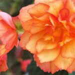 Begonia, Illumination Golden Picotee