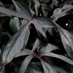 Sweet Potato Vine, Illusion Midnight Lace