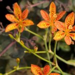 Iris, Blackberry Lily