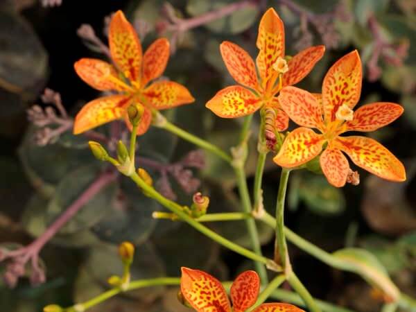 Iris, Blackberry Lily