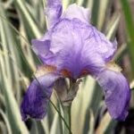 Iris, Variegated Argentea