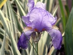 Iris, Variegated Argentea