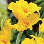 Canna, Yellow King Humbert