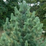 Pine, Korean Morris Blue