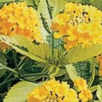 Lantana, Samantha