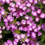 Lantana, Luscious Grape