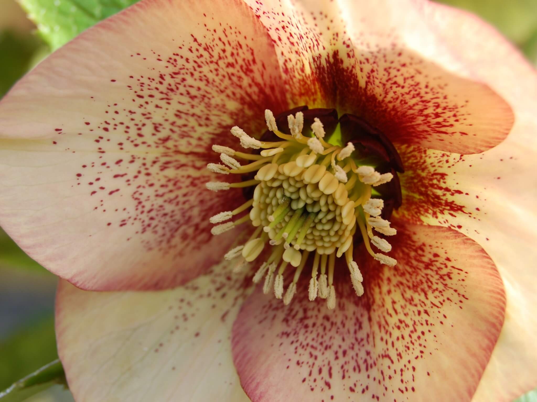 Lenten Rose, Apricot Blush