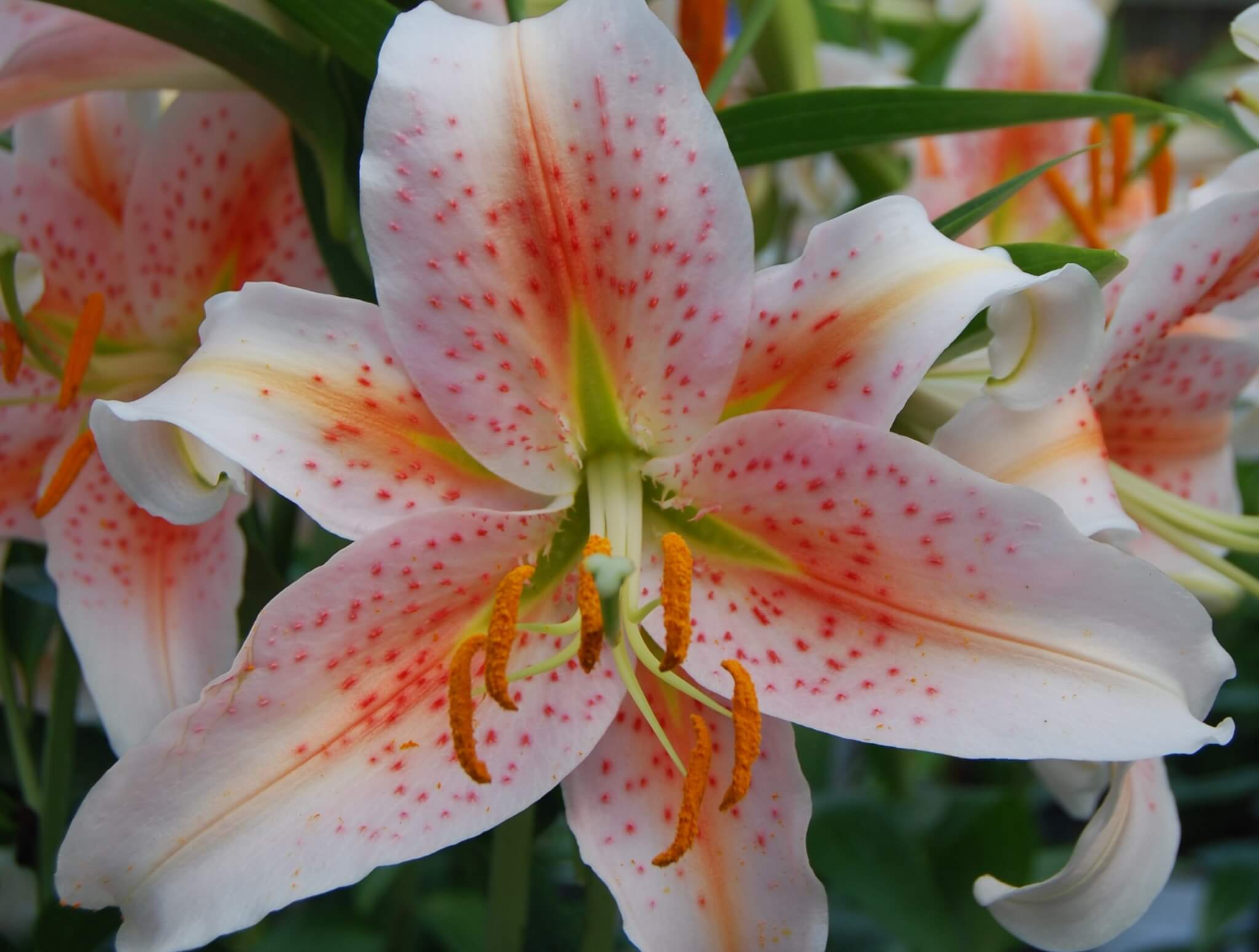 Lily, Oriental Salmon Star