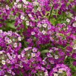 Lobularia, Dark Knight