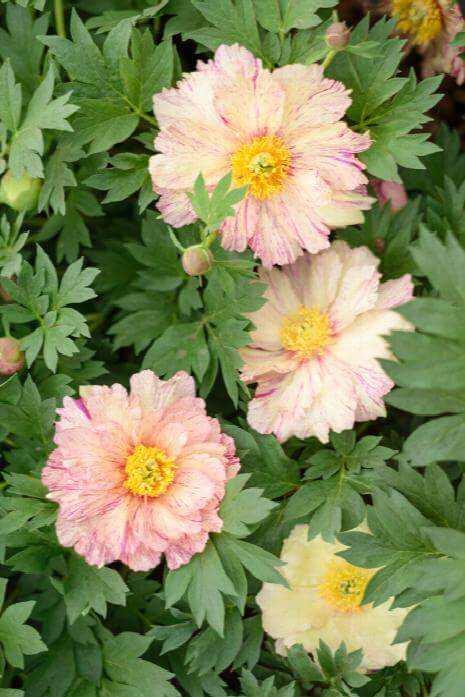 Peony, Itoh Lollipop