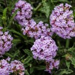 Verbena, Meteor Shower