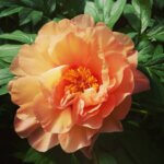 Peony, Itoh Misaka