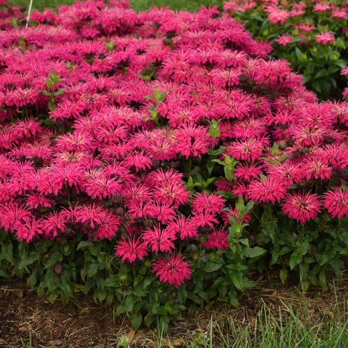 Beebalm, Leading Lady Razzberry