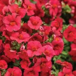 Nemesia, Sunsatia Cranberry Red