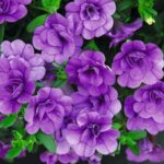 Calibrachoa, Neo Double Amethyst