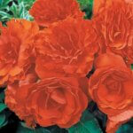Begonia, Nonstop Orange