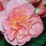Begonia, Nonstop Pink
