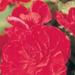 Begonia, Nonstop Red