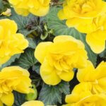 Begonia, Nonstop Joy Yellow