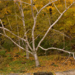 Birch, Paper