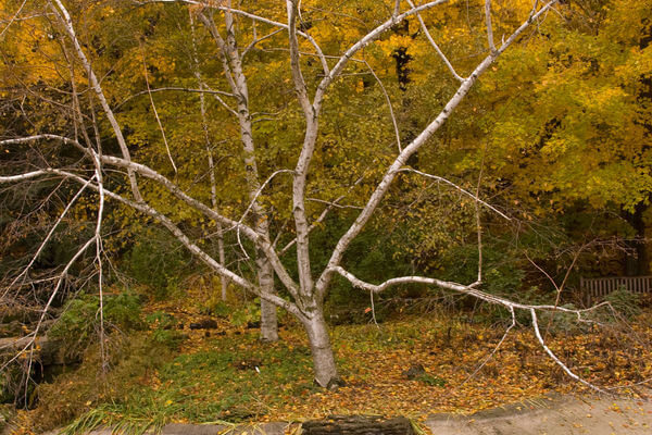 Birch, Paper