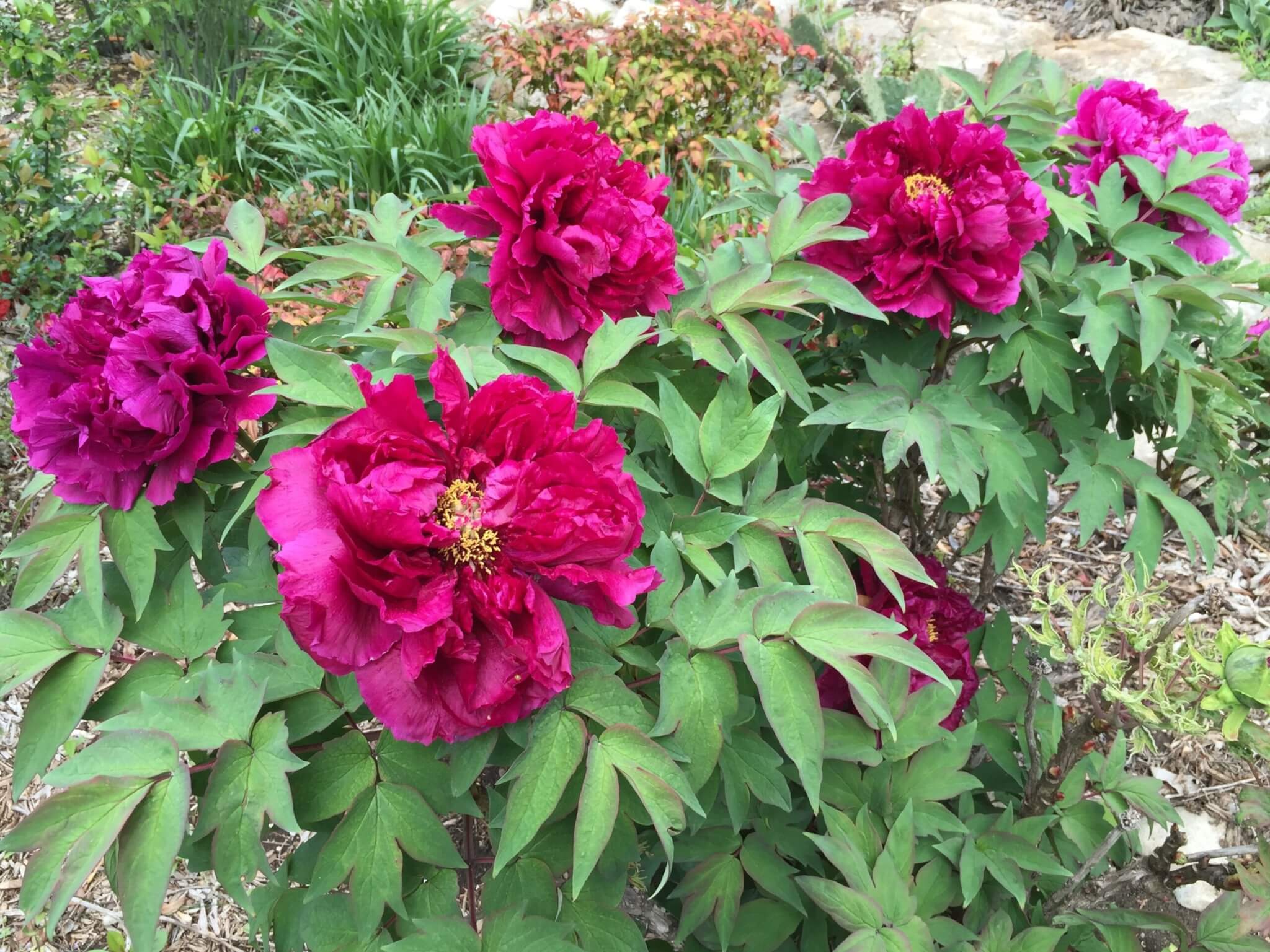 Peony, Tree Shimadaijin Purple