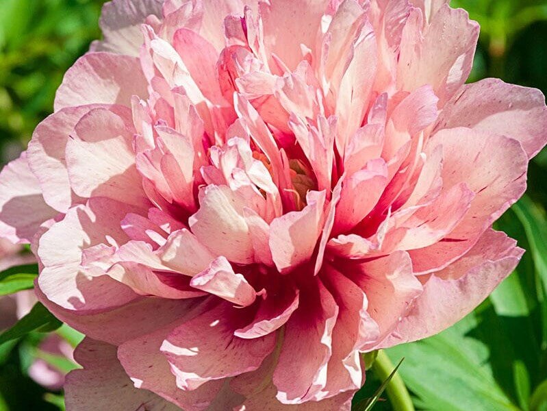 Peony, Itoh Hillary