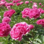 Peony, Jadwiga
