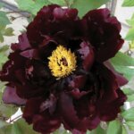 Peony, Koukamon Tree