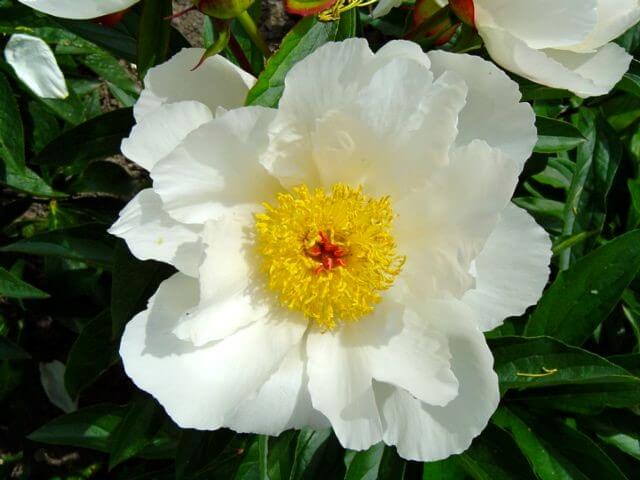 Peony, White Wings