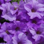 Petunia, Surfinia Heavenly Blue