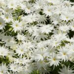 Phlox, Popstars White