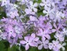 Phlox, Woodland