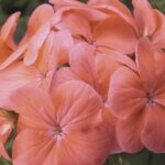 Geranium, Pinto Premium Salmon