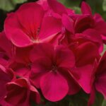Geranium, Pinto Premium Violet