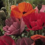 Poppy, Oriental Fruit Punch