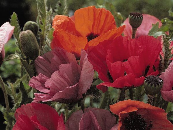 Poppy, Oriental Fruit Punch