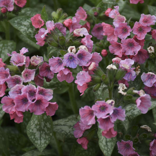 Lungwort, Pretty in Pink
