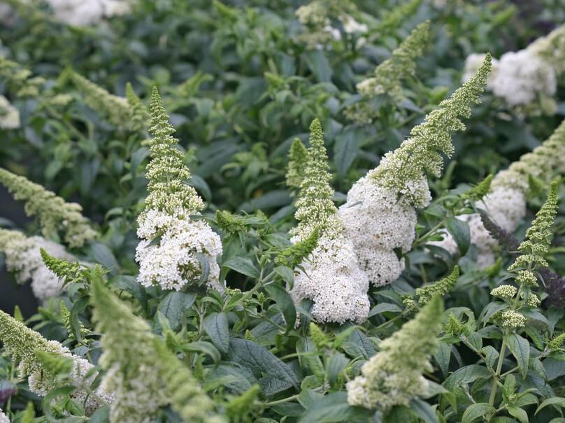 Butterflybush, Pugster White