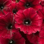 Petunia, Supertunia Black Cherry