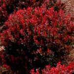 Barberry, Pygmy Ruby