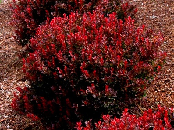 Barberry, Pygmy Ruby