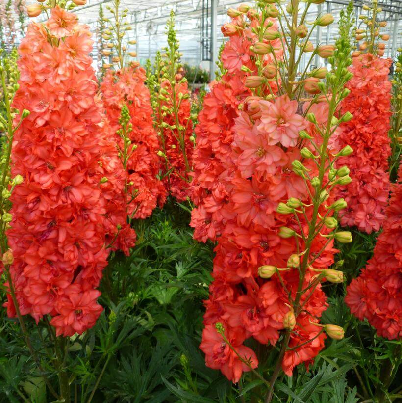 Delphinium, Red Lark