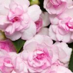 Impatiens, Double Rockapulco Appleblossom